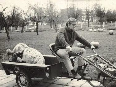 Andrejs Ķiģelis palīdz iekārtot Dārza keramikas izstādi. 1981.